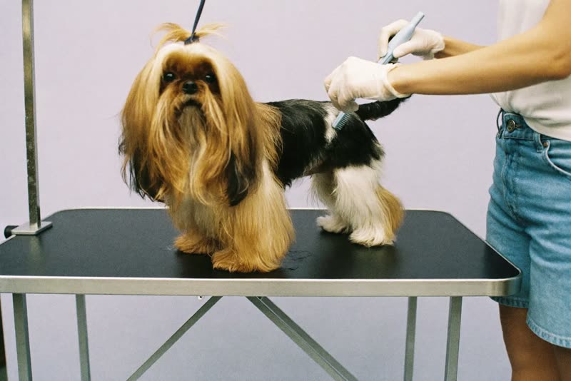 A small dog standing on a grooming table being handled