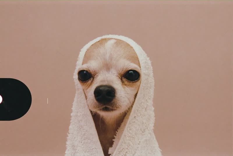 A freshly bathed dog wrapped in a towel