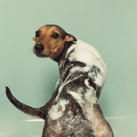 A small dog mid-bath, covered in soft shampoo lather