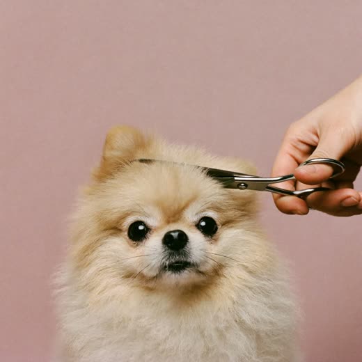 A fluffy small dog having its fringe scissor-trimmed