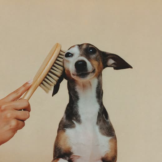 A small dog being brushed with a slicker brush
