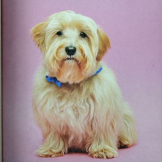 A freshly groomed terrier with a neat clean coat